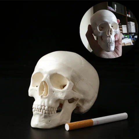 1Pc Mini Skull Human Anatomical Anatomy Head Medical Model Convenient 92x99x71mm