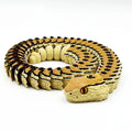 3D Printed Rattlesnake with Teeth Multi-jointed Movable Home Decor Kids Halloween Scare Desk Accessory Delicate Design