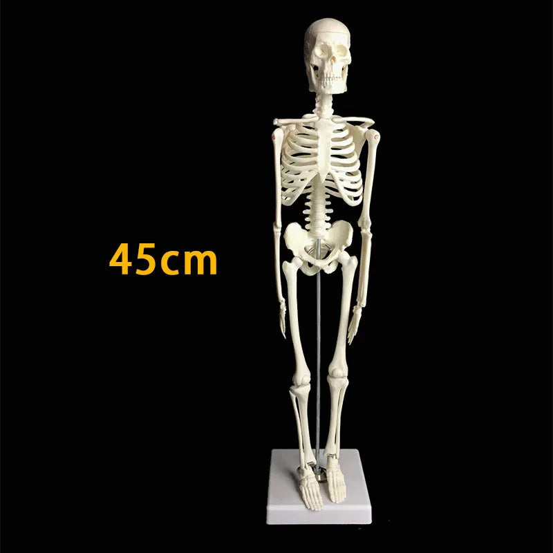 Human Skeleton Model Anatomy Human Body Model Joint Movable Removable Medical Model Teaching Desktop Ornament Halloween Decor