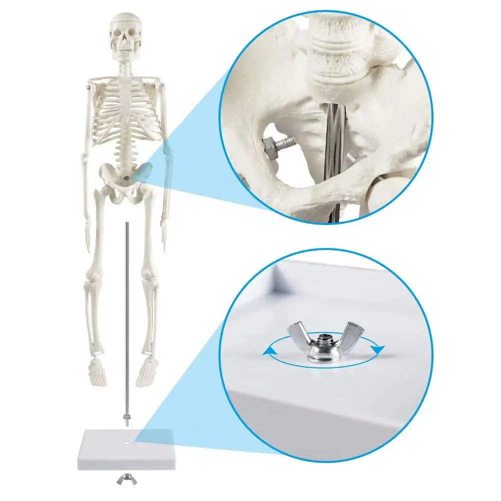 Human Skeleton Model Anatomy Human Body Model Joint Movable Removable Medical Model Teaching Desktop Ornament Halloween Decor
