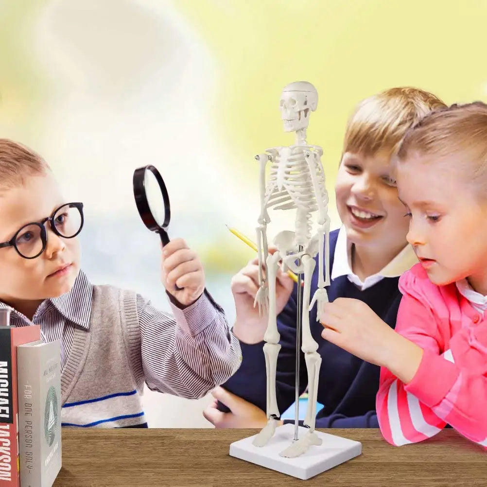 Human Skeleton Model Anatomy Human Body Model Joint Movable Removable Medical Model Teaching Desktop Ornament Halloween Decor