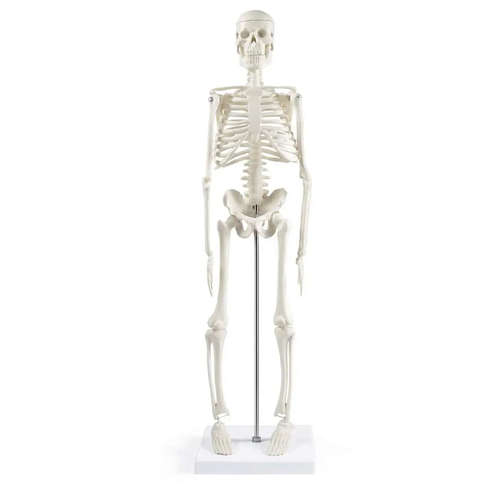 Human Skeleton Model Anatomy Human Body Model Joint Movable Removable Medical Model Teaching Desktop Ornament Halloween Decor