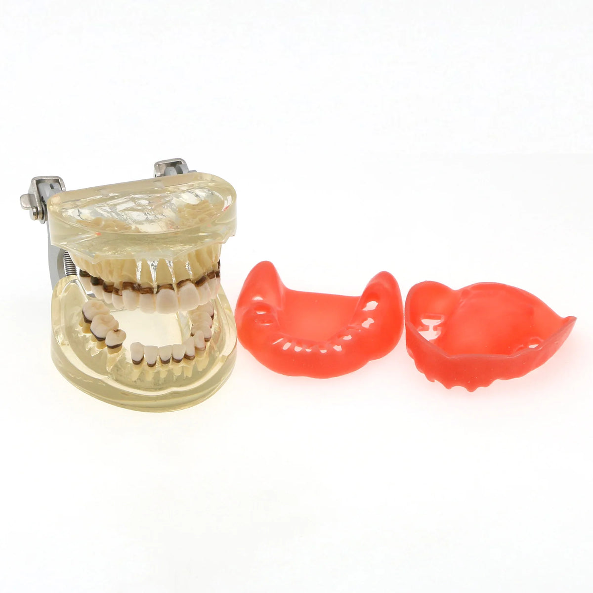 Dental Teeth Model  Dentist Teaching Model Demonstration Periodontal Disease Pathological For Patient Education Demo M4017